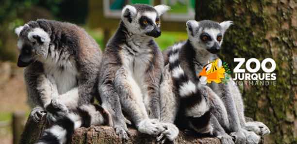 vente privée zoo de Jurques : billet moins cher 