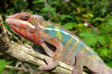 promot billet entrée visite vallee des tortues pas cher