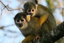 promo Vallée des Singes pas cher