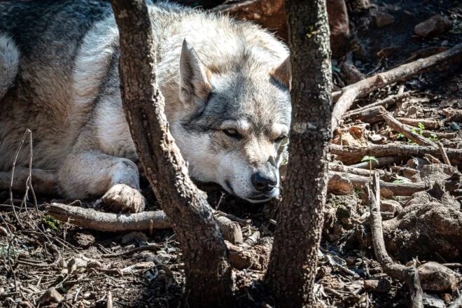 Promo Parc Animalier Ginasservis pas cher : réduction billet zoo
