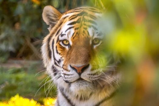 promo réduction zoo de la bourbansais