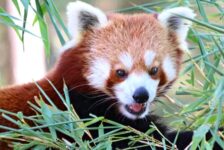 promo réduction tarif réduit pas cher billet zoo saint martin la plaine