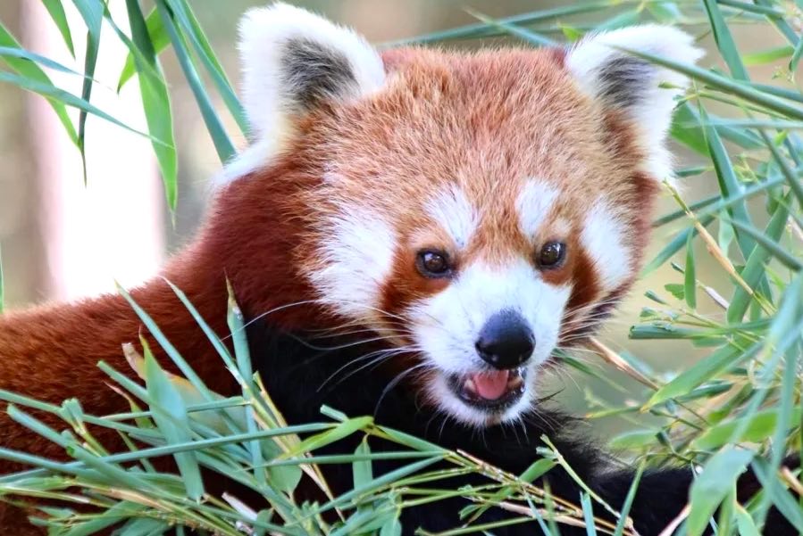 Promo Zoo Saint Martin la Plaine : réduction billet adulte et enfant moins cher !