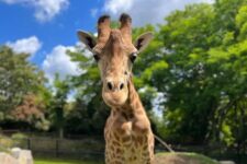 promo Zoo de Pont-Scoff , réduction terre de Natae