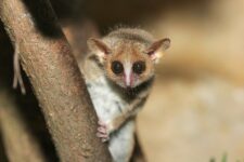 code promo zoo ARTIS Amsterdamc- ARTIS Zoo coupon code