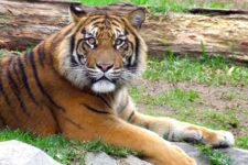 Code promo Bioparc Fuengirola