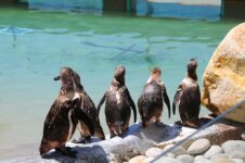 promo zoo santo inacio porto billet pas cher