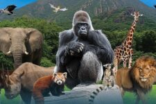 promo réduction zoo arcachon