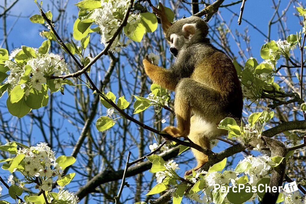 Promo séjour Lodge zoo safari Planete Sauvage