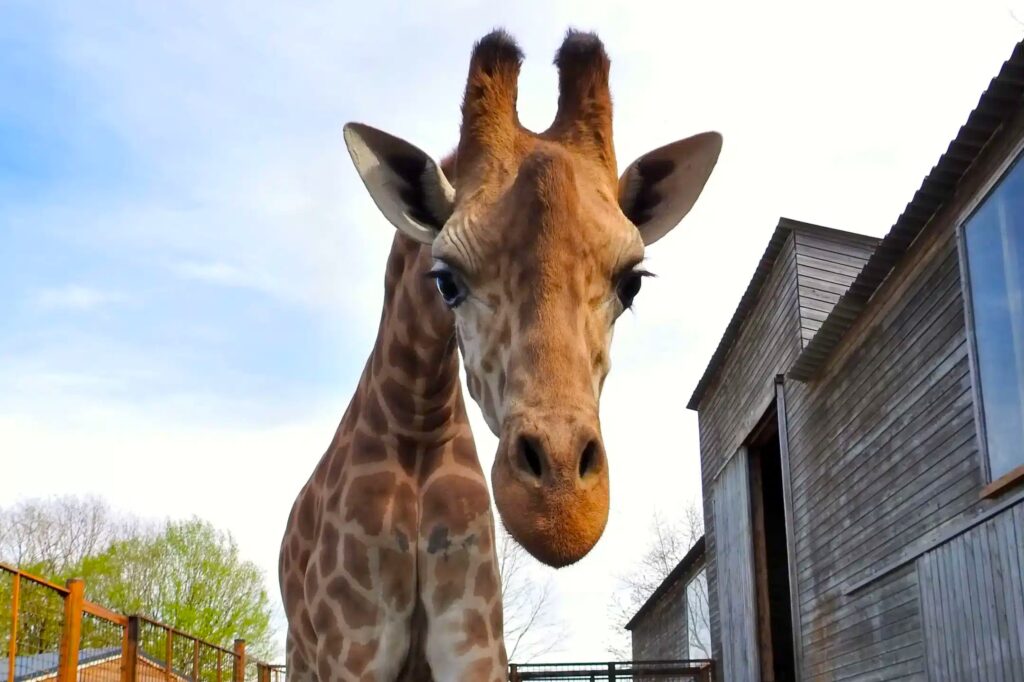 promo reduction zoo du Reynou pres de Limoge