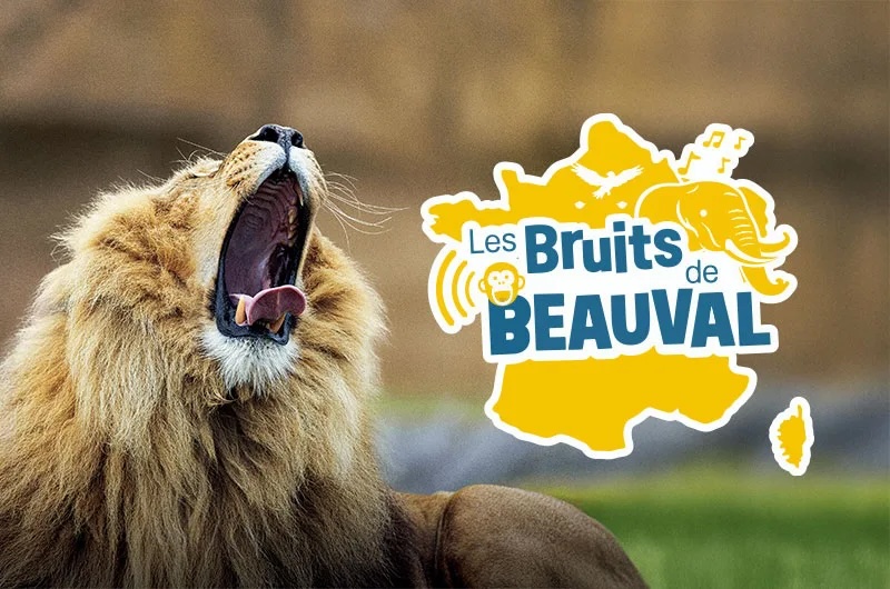 Jeu concours bruits de Beauval zoo parc