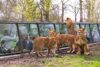 réduction billet journée ticket zoo safari thoiry moins cher
