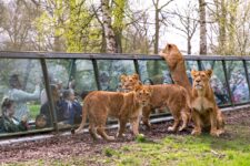 réduction billet journée ticket zoo safari thoiry moins cher