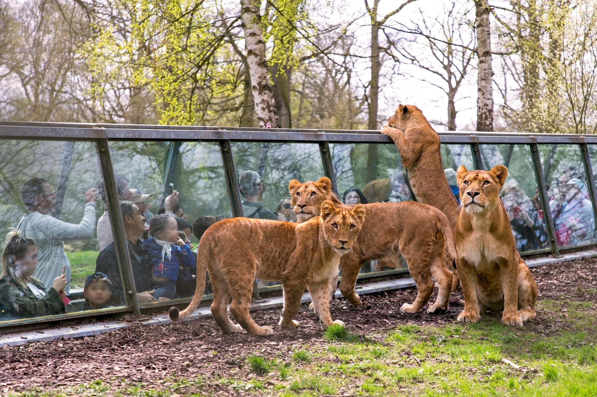 Promo Thoiry : réduction -14€ sur le billet journée Zoo et Safari !