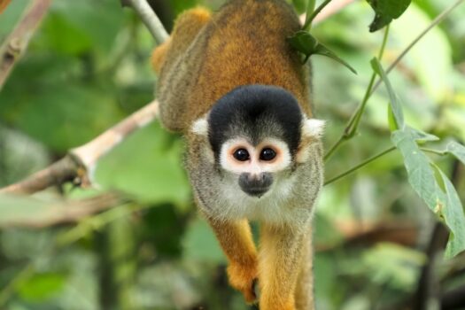 Promo zoo de Labenne billet pas cher en réduction