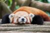 Code promo réduction parc animalier des pyrnées