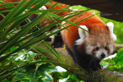 Promo réduction billet Zoo de Bordeaux Pessace