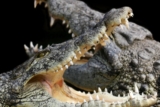 Réduction billet Alligator Bay : code promo -7% valide et immédiat