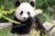 Code Promo Zoo de Beauval : billet pas cher tous les jours !