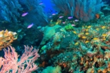Code promo SEA LIFE Blankenberge :  réduction billet valide (Belgique)