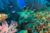 Code promo SEA LIFE Blankenberge :  réduction billet valide (Belgique)