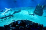 Billet Aquarium de Gênes : code promo réduction immédiate