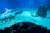 Billet Aquarium de Gênes : code promo réduction immédiate