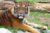 Code promo Bioparc Fuengirola : réduction sur le billet du zoo de Malaga