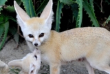 Réduction Bioparco : code promo billets moins chers pour le zoo de Rome