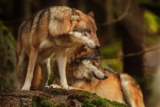 Réduction Parc du Thot, code promo sur le billet du parc animalier proche de Lascaux