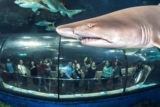 Code promo Aquarium de Barcelone : billet moins cher instantané