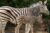 Code promo Zoo de Barcelone : réduction sur le billet adulte et enfant !