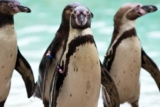 Réduction Zoo de Londres : code promo valide sur tous les billets