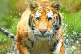 Billet Zoo de la Barben pas cher : promo -3€ sur la journée
