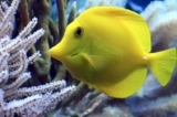 Code Promo SEA Life Paris : réduction -7% sur l&rsquo;aquarium Val d&rsquo;Europe (avec Angry Birds)