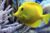 Code Promo SEA Life Paris : réduction -7% sur l&rsquo;aquarium Val d&rsquo;Europe (avec Angry Birds)