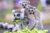 Zoo de Thoiry : code promo billet jusqu&rsquo;à -5€