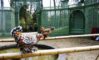 réduction billet visite potager des princes de chantilly : les poules