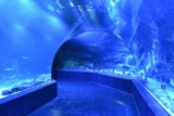 Code promo Aquarium Atlantis à Madrid et billet coupe-file