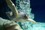 Code promo Aquarium de Livourne : billet moins cher