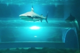 Code promo Aquarium de Lanzarote : réduction et billet coupe-file moins cher !