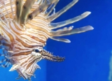 Code promo Aquarium de Naples : billet moins cher