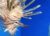 Code promo Aquarium de Naples : billet moins cher