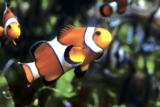 Grand Aquarium St-Malo : code promo sur billets (coupe-file)