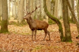 Espace Rambouillet : -20 % sur les billets pour découvrir la faune sauvage !