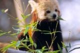 Code promo Zoo du Jardin des Plantes et ménagerie : billet moins cher !