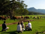 Réserve des Monts d&rsquo;Azur : billets safari en promo jusqu&rsquo;à -22%
