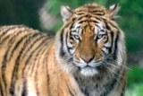 Zoo des Félins, 3 vallées : billets à -40% en vente flash