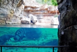 Bioparc de Valence : code promo réduction sur tous les billets