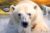 Promo Cerza – Zoo de Lisieux : billet moins cher en vente flash !